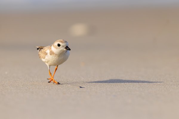 Piping Plover