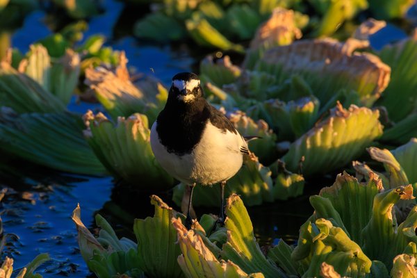 White Wagtail