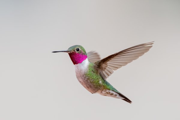 Broad-tailed Hummingbird