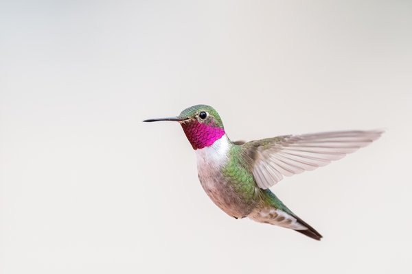 Broad-tailed Hummingbird