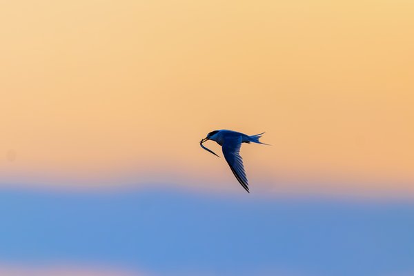 Common Tern