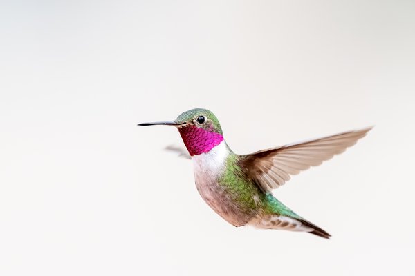 Broad-tailed Hummingbird