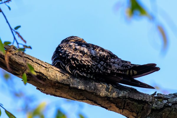 Common Nighthawk