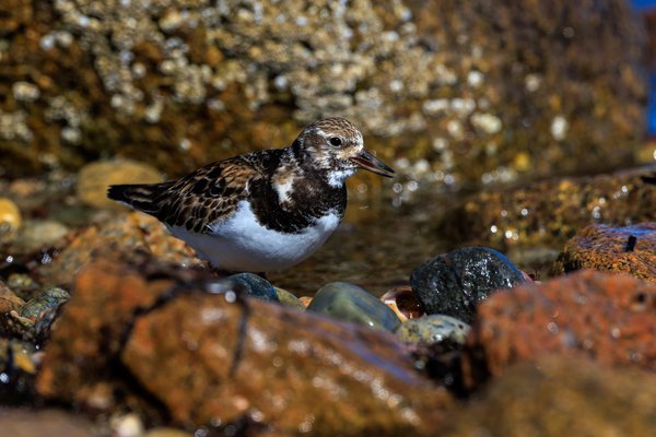 Ruddy Turnstone