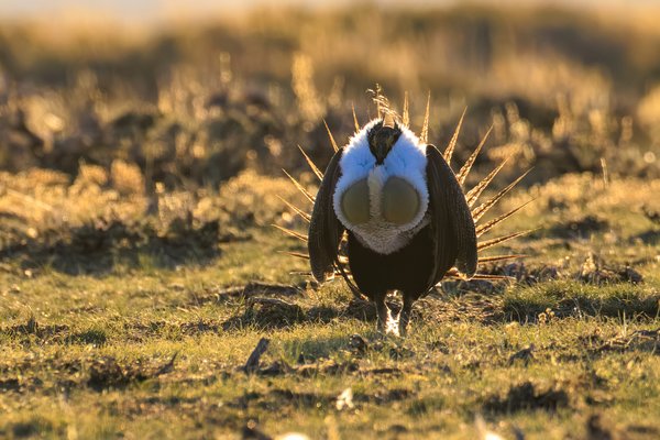 Greater Sage-Grouse
