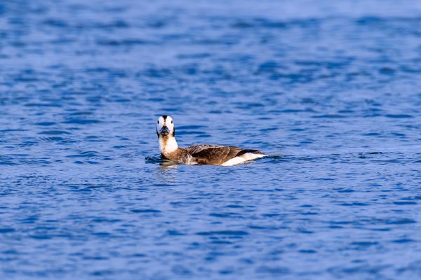Long-tailed Duck