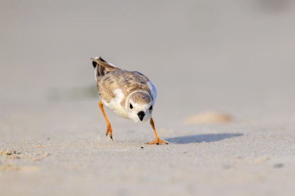 Piping Plover
