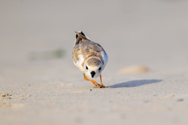 Piping Plover