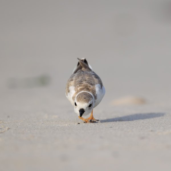 Piping Plover