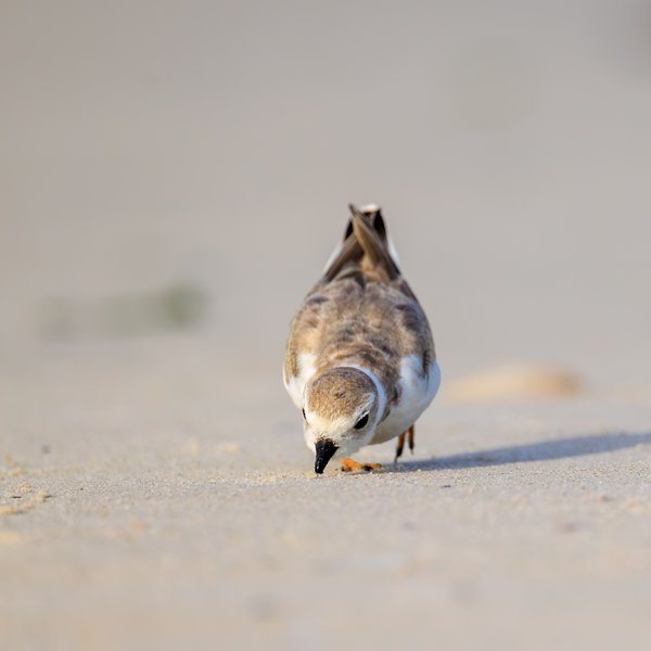 Piping Plover
