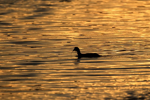 American Coot
