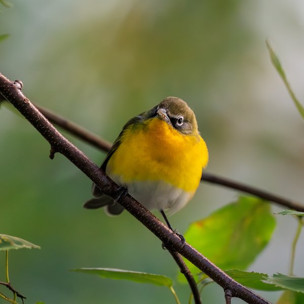 Yellow-breasted Chat