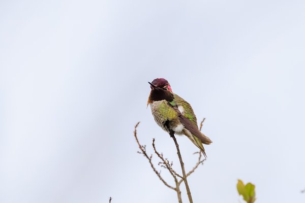 Anna's Hummingbird