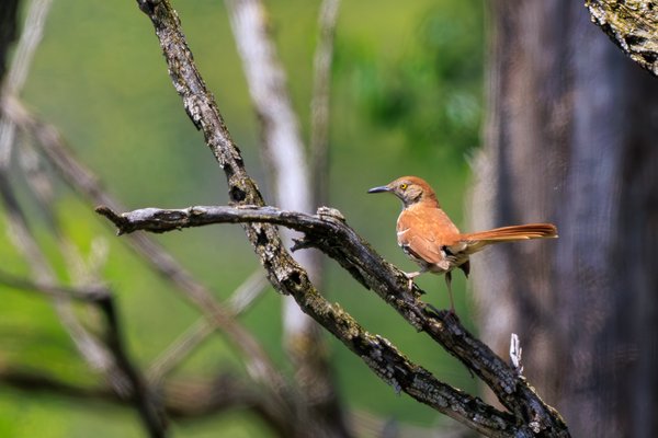 Brown Thrasher