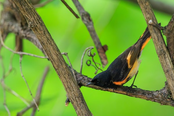 American Redstart