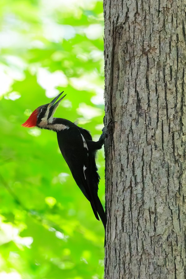 Pileated Woodpecker