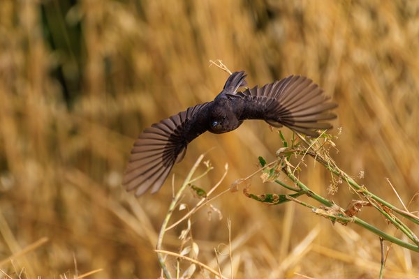Black Phoebe