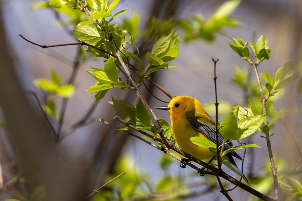 Prothonotary Warbler