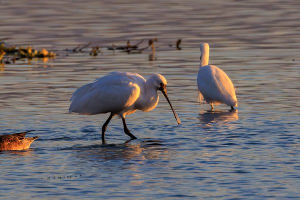 Eurasian Spoonbill
