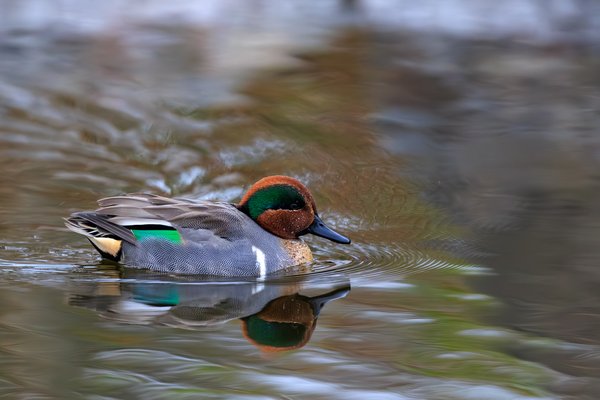 Green-winged Teal