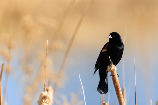 Red-winged Blackbird