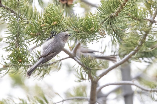 Bushtit