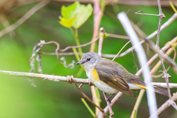 American Redstart