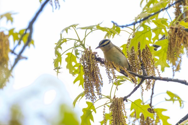 Worm-eating Warbler