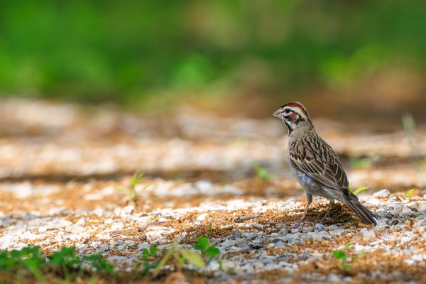 Lark Sparrow