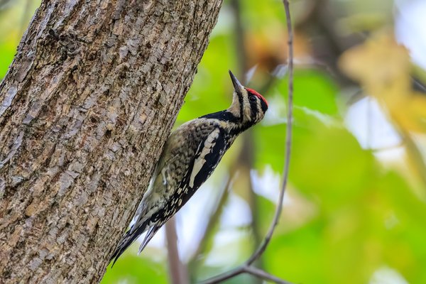 Yellow-bellied Sapsucker
