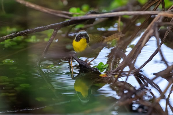 Common Yellowthroat