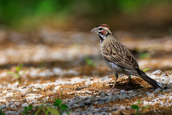 Lark Sparrow