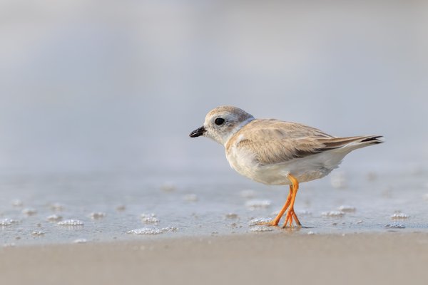 Piping Plover