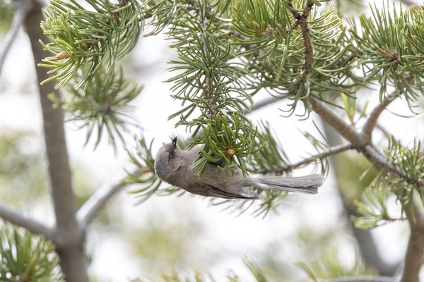 Bushtit