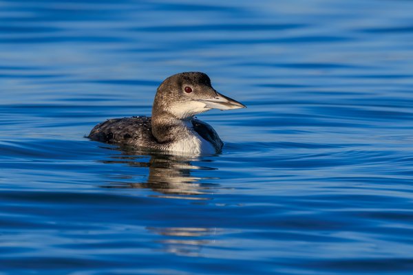 Common Loon