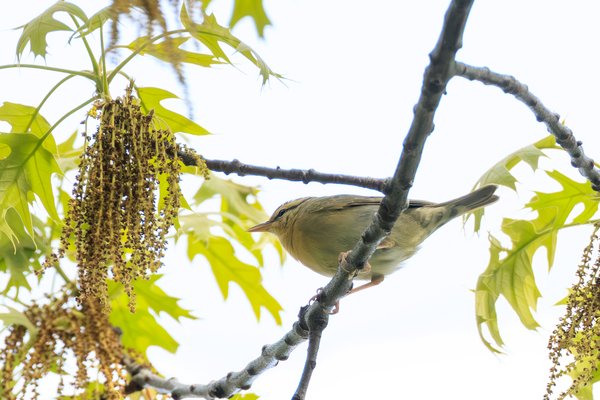 Worm-eating Warbler