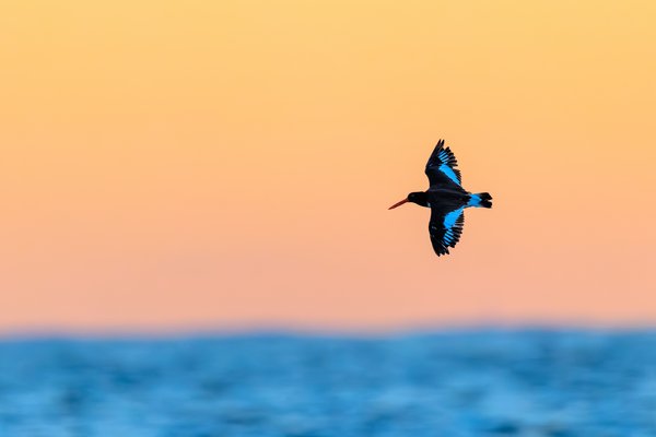 American Oystercatcher
