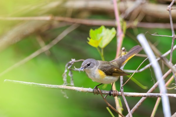 American Redstart