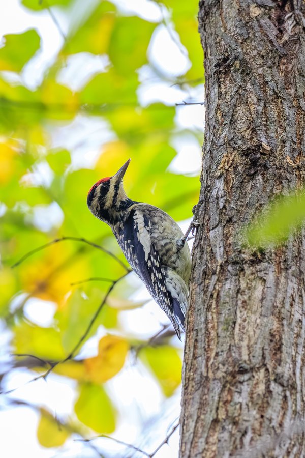 Yellow-bellied Sapsucker
