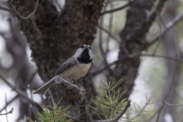 Mountain Chickadee
