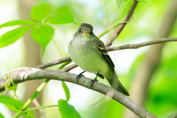 Yellow-bellied Flycatcher