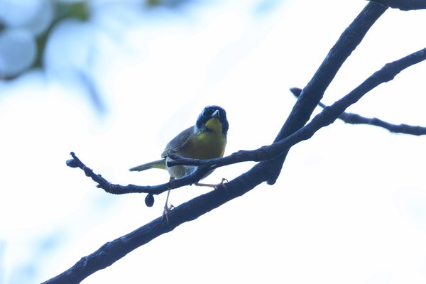 Common Yellowthroat