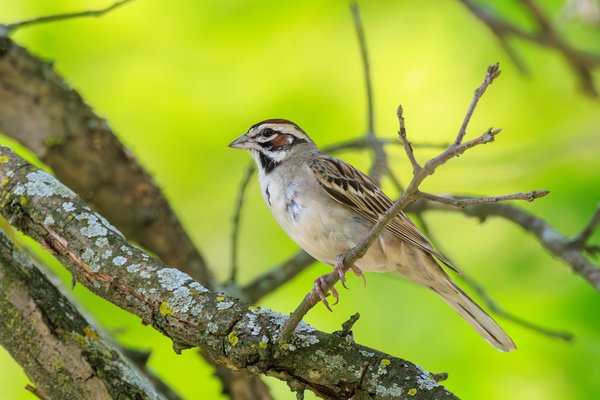 Lark Sparrow