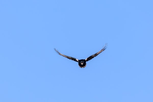 Black-billed Magpie
