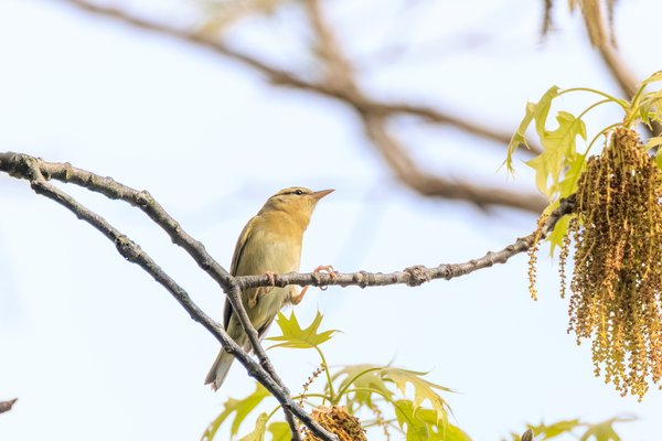 Worm-eating Warbler