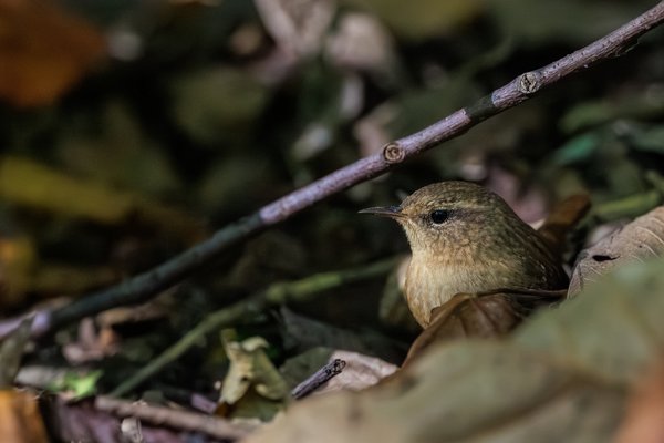 Winter Wren