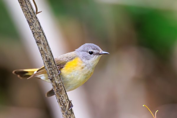 American Redstart