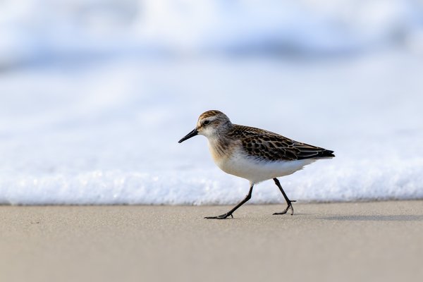 Semipalmated Sandpiper