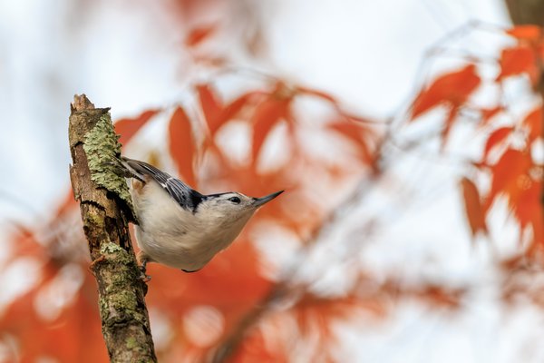 White-breasted Nuthatch