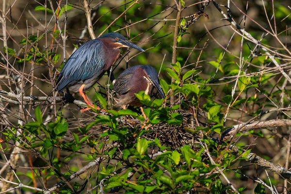Green Heron
